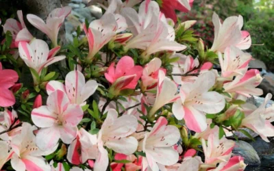 Astronaut Azalea - 1 Gallon Pot -Chaste Tree World azalea astronaut 3 1