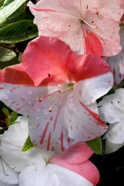 Astronaut Azalea - 2.5 Quart Pot -Chaste Tree World azalea astronaut 4