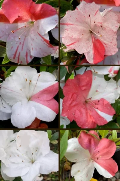 Astronaut Azalea - 2.5 Quart Pot -Chaste Tree World azalea astronaut 5