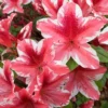 Ben Morrison Azalea - 3 Gallon Pot