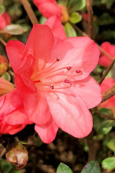 Blaauw's Pink Azalea - 3 Gallon Pot -Chaste Tree World azalea blaauws pink 10