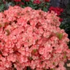 Blaauw's Pink Azalea - 3 Gallon Pot