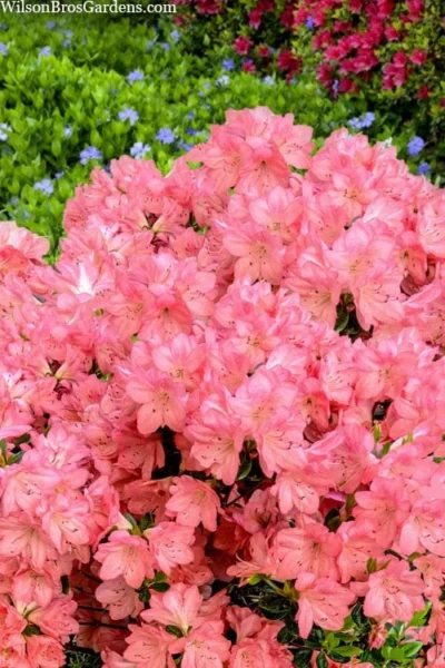 Blaauw's Pink Azalea - 3 Gallon Pot -Chaste Tree World azalea blaauws pink 4