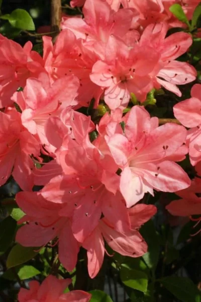 Blaauw's Pink Azalea - 3 Gallon Pot -Chaste Tree World azalea blaauws pink 6