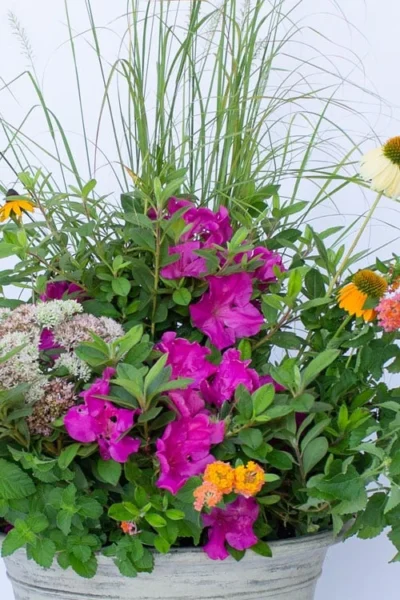 Echo Bloom 'N Again Azalea - 2 Gallon Pot -Chaste Tree World azalea bloom n again augusta echo 4