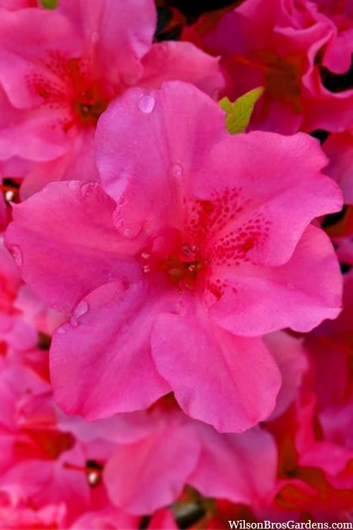 Pink Explosion Bloom 'N Again Azalea - 2 Gallon Pot 5 Pink Explosion Bloom 'N Again Azalea - 2 Gallon Pot - Image 5