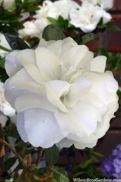 Snowball Bloom 'N Again Azalea - 2 Gallon Pot -Chaste Tree World azalea bloom n again snowball 13