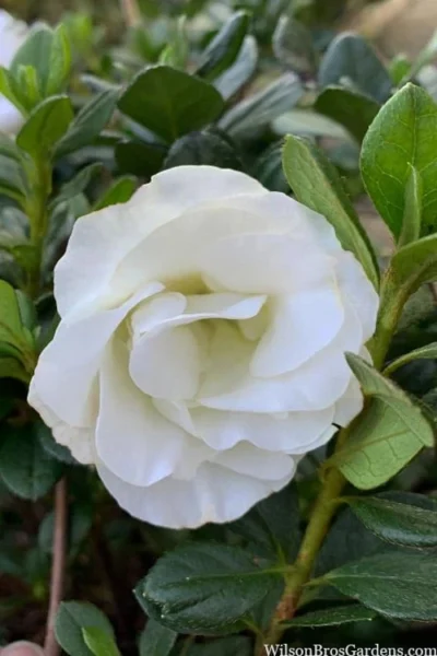 Snowball Bloom 'N Again Azalea - 2 Gallon Pot -Chaste Tree World azalea bloom n again snowball 14