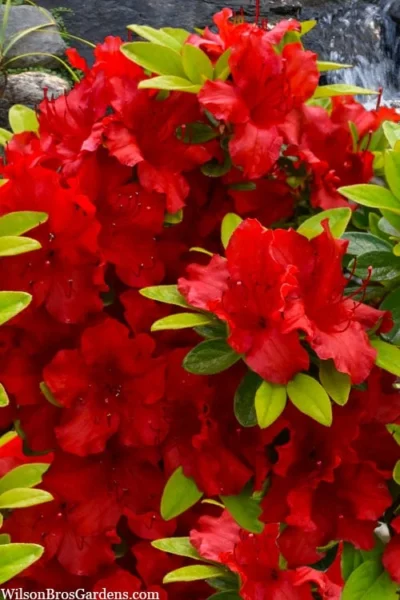 Buccaneer Red Azalea (Glenn Dale Hydrid) - 2 Gallon Pot
