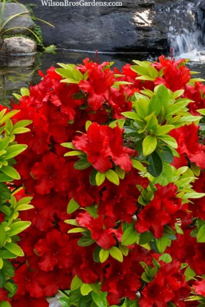 Buccaneer Red Azalea (Glenn Dale Hydrid) - 2 Gallon Pot 9 Buccaneer Red Azalea (Glenn Dale Hydrid) - 2 Gallon Pot -Chaste Tree World azalea buccaneer 2
