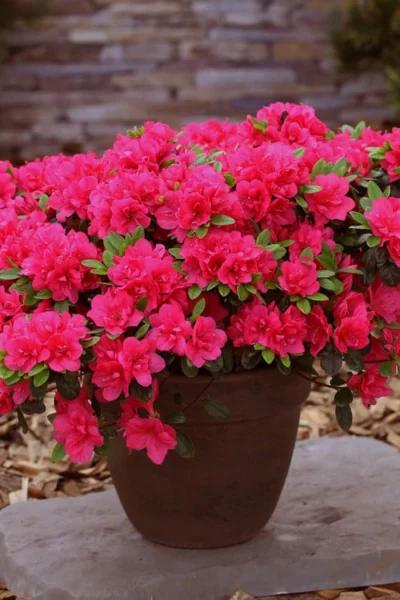 Canzonetta Azalea - 1 Gallon Pot -Chaste Tree World azalea canzonetta 3