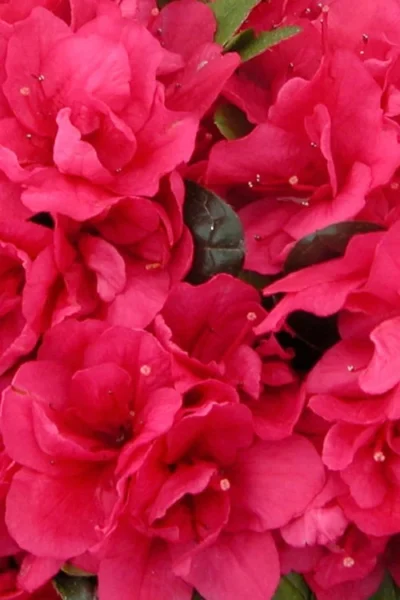 Canzonetta Azalea - 1 Gallon Pot -Chaste Tree World azalea canzonetta 500x750 1