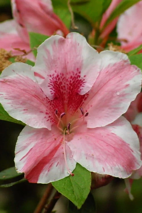 Lady Cavendish Azalea - 6 Pack Of 1 Gallon Pots 1 Lady Cavendish Azalea - 6 Pack Of 1 Gallon Pots