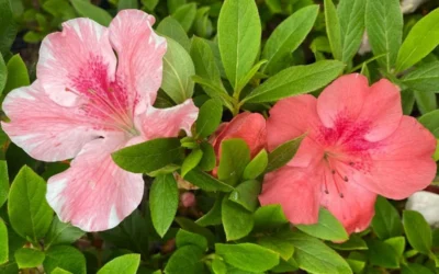 Lady Cavendish Azalea - 1 Gallon Pot -Chaste Tree World azalea cavendish 2 1