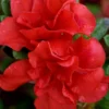 Autumn Embers Encore Azalea - 2 Gallon
