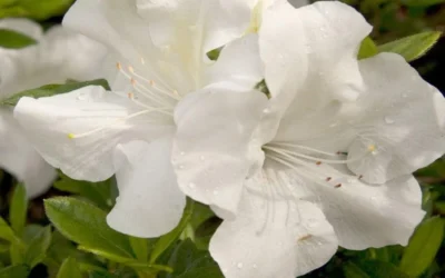 Autumn Ivory Encore Azalea - 1 Gallon Pot -Chaste Tree World azalea encore autumn ivory 20