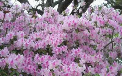 George L. Taber Southern Indica Azalea - 1 Gallon Pot -Chaste Tree World azalea george taber 10 1