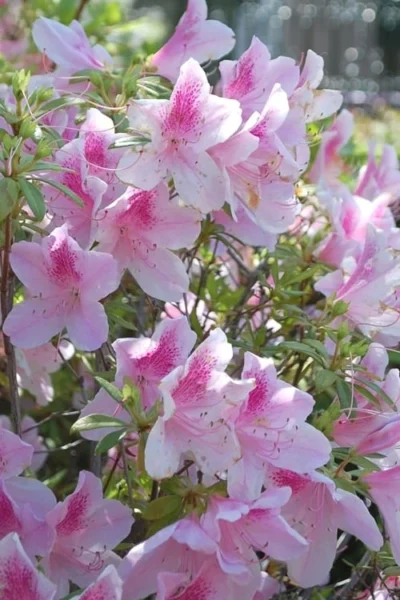 George L. Taber Southern Indica Azalea - 1 Gallon Pot -Chaste Tree World azalea george taber 11 1