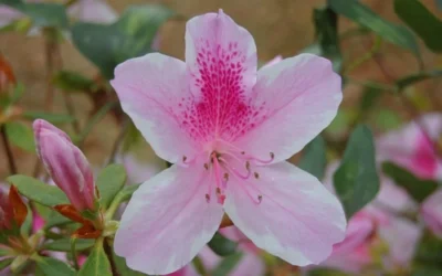 George L. Taber Southern Indica Azalea - 3 Gallon Pot -Chaste Tree World azalea george taber 13