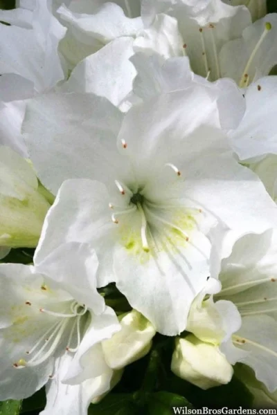 Girard's Pleasant White Azalea - 1 Gallon Pot -Chaste Tree World azalea girards pleasant white 21