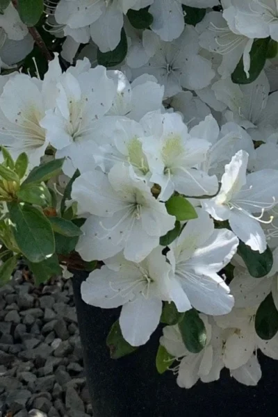 Girard's Pleasant White Azalea - 1 Gallon Pot -Chaste Tree World azalea girards pleasant white 22