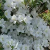 Girard's Pleasant White Azalea - 1 Gallon Pot