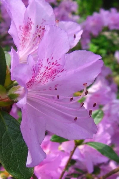 Gulf Pride Fragrant Southern Indica Azalea - 1 Gallon Pot -Chaste Tree World azalea gulf pride 2