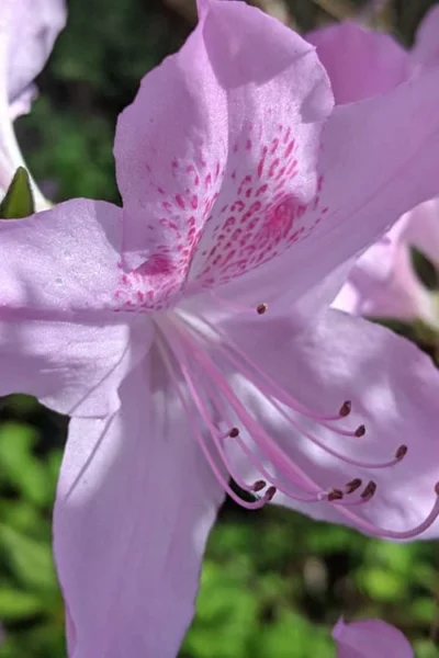 Gulf Pride Fragrant Southern Indica Azalea - 1 Gallon Pot -Chaste Tree World azalea gulf pride 5