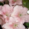 Gwenda Azalea (Robin Hill Hybrid) - 6 Pack Of 1 Gallon Pots