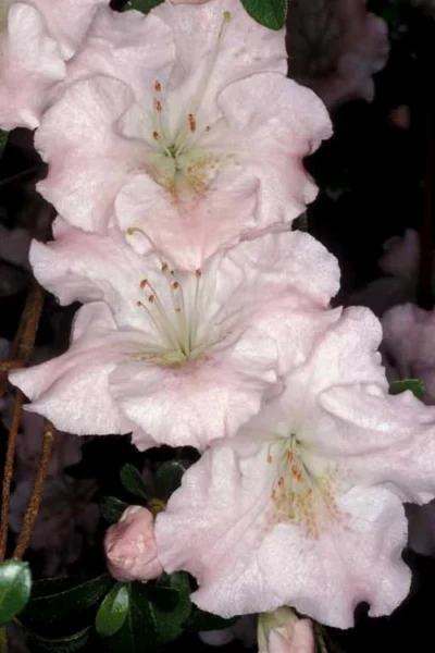 Gwenda Azalea (Robin Hill Hybrid) - 6 Pack Of 1 Gallon Pots 9 Gwenda Azalea (Robin Hill Hybrid) - 6 Pack Of 1 Gallon Pots -Chaste Tree World azalea gwenda 6 1