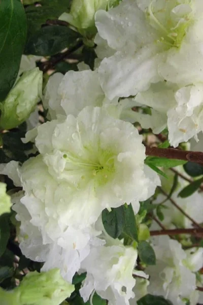 Helen Curtis Azalea - 3 Gallon Pot 8 Helen Curtis Azalea - 3 Gallon Pot -Chaste Tree World azalea helen curtis 7