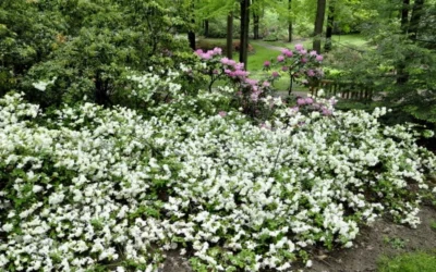 Helen Curtis Azalea - 3 Gallon Pot 9 Helen Curtis Azalea - 3 Gallon Pot -Chaste Tree World azalea helen curtis 9