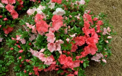 Hilda Niblett Azalea - 1 Gallon Pot -Chaste Tree World azalea hilda niblet flowers 1