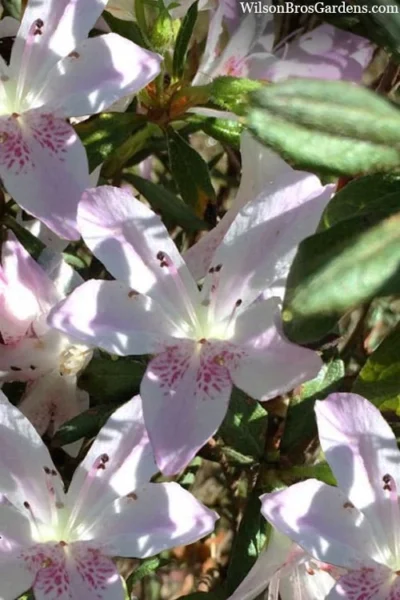 Lilacina Southern Indica Azalea - 3 Gallon Pot