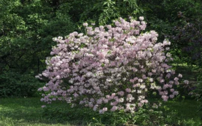 Lilacina Southern Indica Azalea - 3 Gallon Pot -Chaste Tree World azalea indica lilacina 6