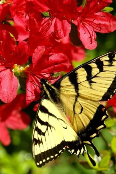 Midnight Flare Azalea - 2 Gallon Pot -Chaste Tree World azalea midnight flare 20