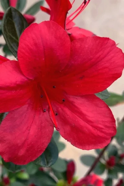 Midnight Flare Azalea - 3 Gallon Pot