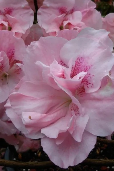 Nancy Of Robin Hill Azalea - 2 Gallon Pot -Chaste Tree World azalea nancy at robin hill 1 2