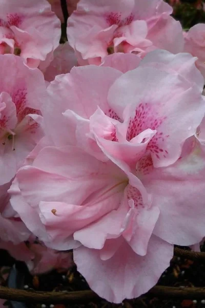 Nancy Of Robin Hill Azalea - 1 Gallon Pot -Chaste Tree World azalea nancy at robin hill 1