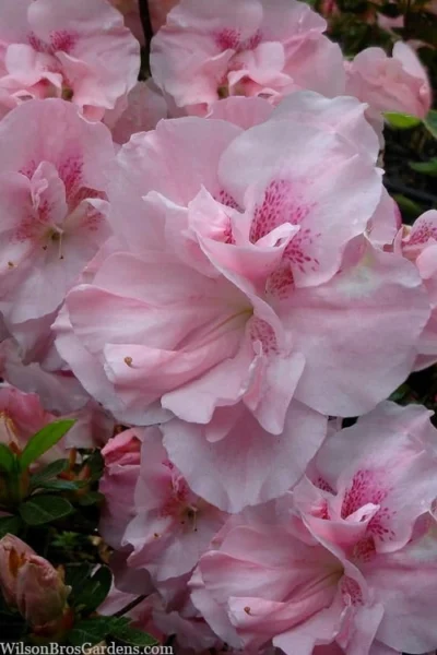 Nancy Of Robin Hill Azalea - 3 Gallon Pot