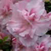 Nancy Of Robin Hill Azalea - 1 Gallon Pot