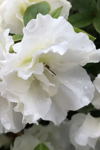 Perfecto Mundo Double White Reblooming Azalea - 2 Gallon Pot -Chaste Tree World azalea perfecto mondo double white 1 1