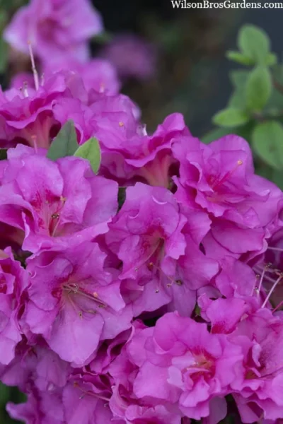 Perfecto Mundo Double Purple Reblooming Azalea - 3 Pack Of Quart Pots -Chaste Tree World azalea perfecto mondo double20purple 3