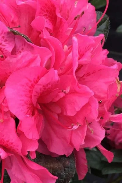 Perfecto Mundo Double Dark Pink Reblooming Azalea - 2 Gallon Pot 7 Perfecto Mundo Double Dark Pink Reblooming Azalea - 2 Gallon Pot -Chaste Tree World azalea perfecto mundo double dark pink 1