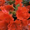 Perfecto Mundo Orange Azalea - 3 Gallon Pot