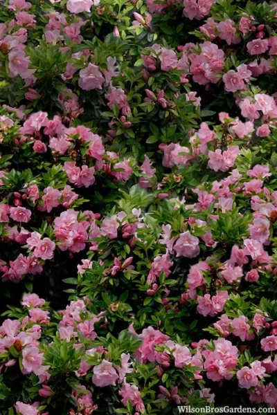 Perfecto Mundo Double Pink Reblooming Azalea - 2 Gallon Pot 10 Perfecto Mundo Double Pink Reblooming Azalea - 2 Gallon Pot -Chaste Tree World azalea perfecto mundo double pink 1 1