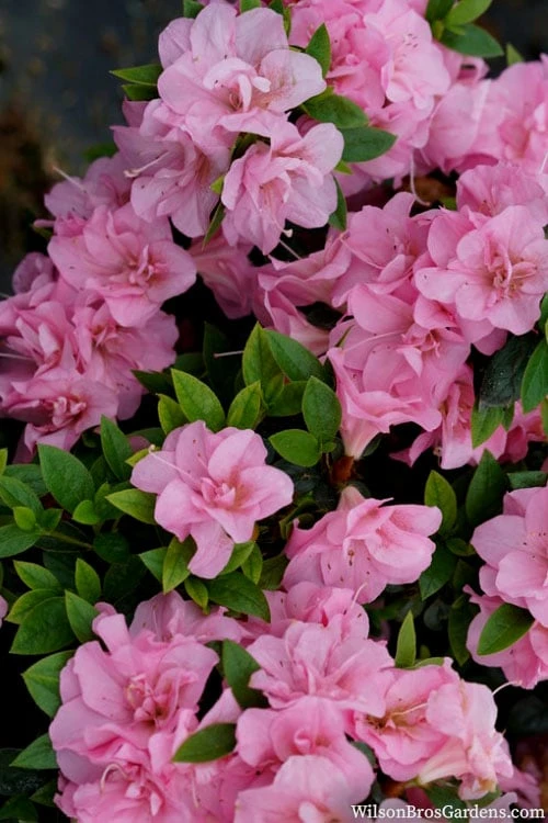 Perfecto Mundo Double Pink Reblooming Azalea - 2 Gallon Pot 6 Perfecto Mundo Double Pink Reblooming Azalea - 2 Gallon Pot - Image 6