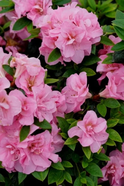 Perfecto Mundo Double Pink Reblooming Azalea - 2 Gallon Pot 9 Perfecto Mundo Double Pink Reblooming Azalea - 2 Gallon Pot -Chaste Tree World azalea perfecto mundo double pink 4