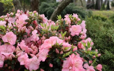 Perfecto Mundo Double Pink Reblooming Azalea - 3 Gallon Pot 9 Perfecto Mundo Double Pink Reblooming Azalea - 3 Gallon Pot -Chaste Tree World azalea perfecto mundo double pink 5