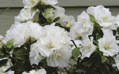 Perfecto Mundo Double White Reblooming Azalea - 2 Gallon Pot -Chaste Tree World azalea perfecto mundo double white 9 1